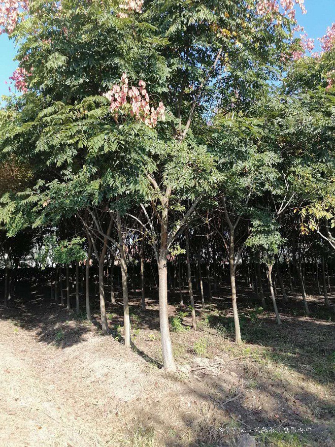 欒樹