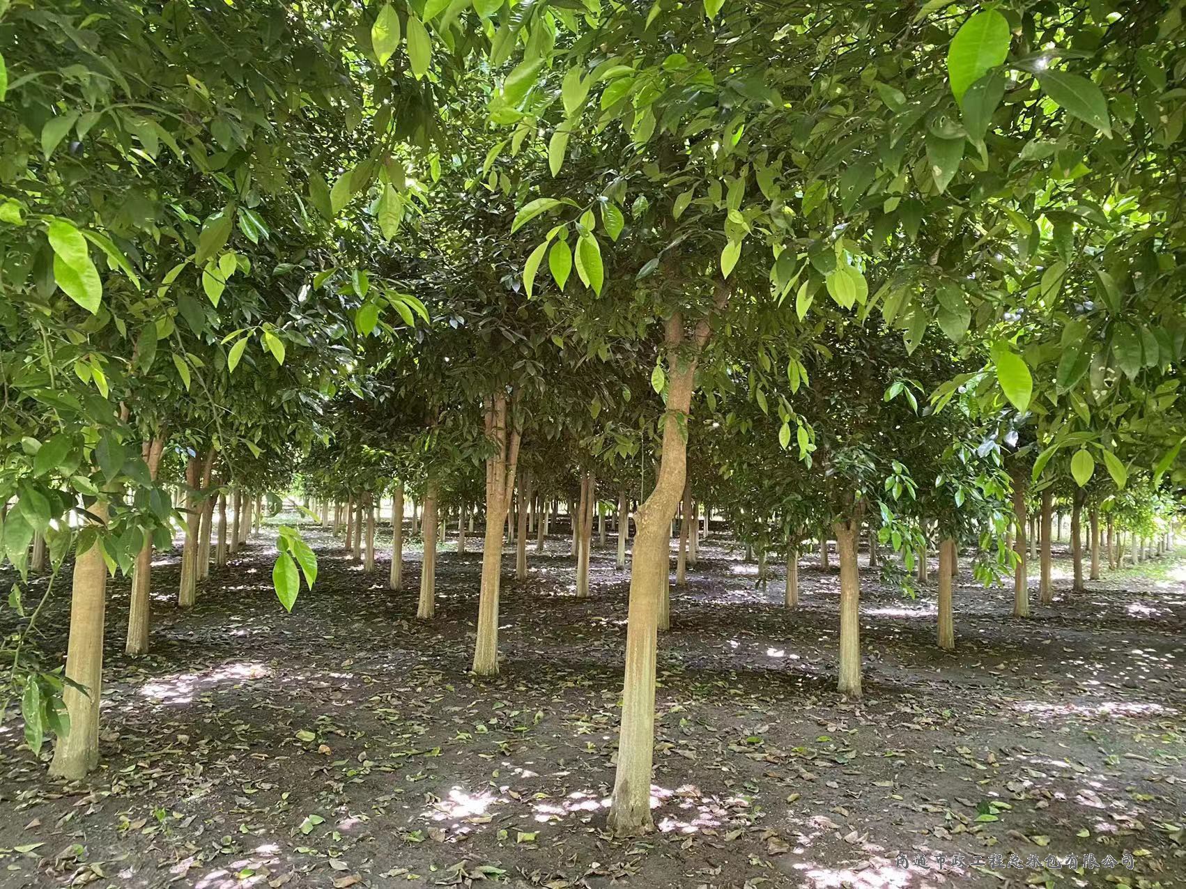 香櫞樹（直徑約8至12厘米，約3000棵）